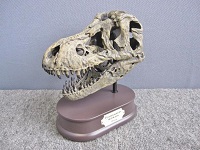 頭骨フィギュア フェバリット FDS-651 ティラノサウルス