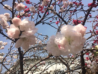 【さくらの散歩道】源平桃が咲いていました♪