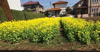 【春分の日】菜の花畑と手作りクッキー