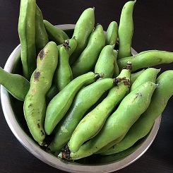 【春の食材】そら豆の美味しい季節